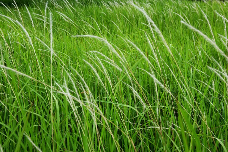 Cogangrass